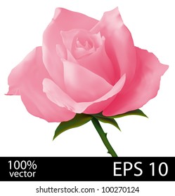 Pink rose flower. Photo-realistic mesh vector illustration