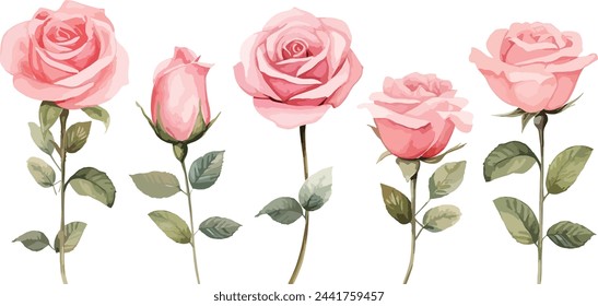 Pink Rose flower set of blooming plant hand drawn watercolor illustration on white background. Elements for romantic floral decoration, wedding bouquet or valentine greeting card