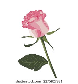 vector de flor rosa rosa rosa, vector de flor rosa