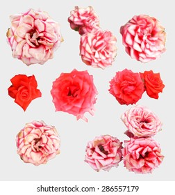 pink rose flower vector art