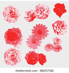 pink rose flower vector art