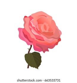 Pink rose flower vector illustration