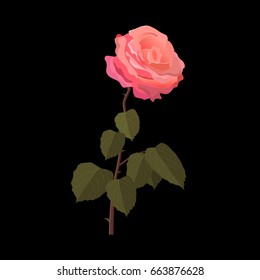 Pink rose flower vector illustration on the black