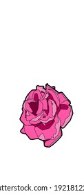 Pink rose flower vector image