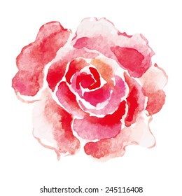 Pink rose flower. Watercolor.