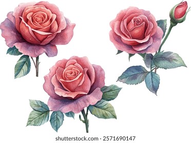 pink rose flower watercolor clipart illustration isolated