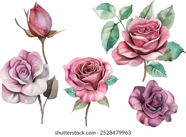 Pink rose flower watercolor illustration