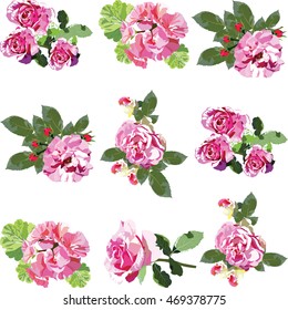 Pink Rose flowers set Vector