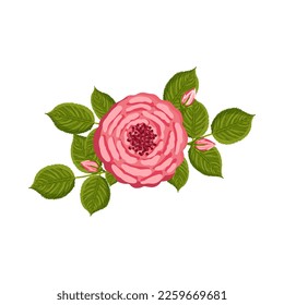 Pink rose with green leaves and buds. Botanical vector illustration isolated on white background for postcard, poster, ad, decor, fabric and other uses.