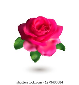 Pink rose with green leaves isolated on white background. Love symbol.