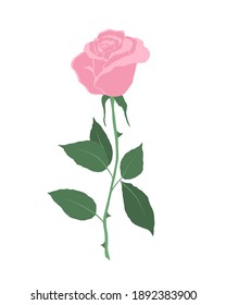 Pink rose with green leaves on a white background. Summer  flowers. Vector illustration