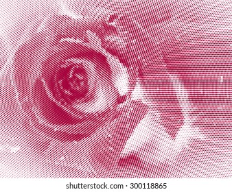 Pink Rose. Halftone effect