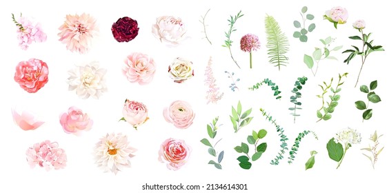 Pink rose, hydrangea, dahlia, white peony, camellia, ranunculus, spring garden flowers, eucalyptus, greenery, fern, vector design big set. Wedding summer collection. Elements are isolated and editable