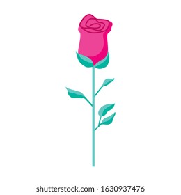 pink rose icon cartoon isolated over white background. vector illustration