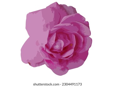 pink rose It's an illustration. used in graphics
