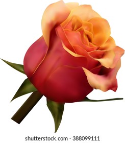 Pink rose isolated