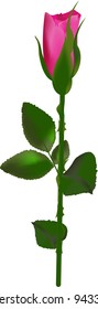 pink rose, isolated