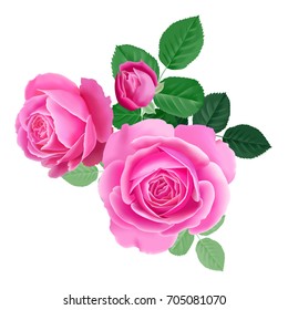 Pink rose. Isolated bouquet garden flower on white background. Realistic vector illustration art. Decoration for packaging products for beauty and health, cosmetics, flower shops and markets. Vintage.