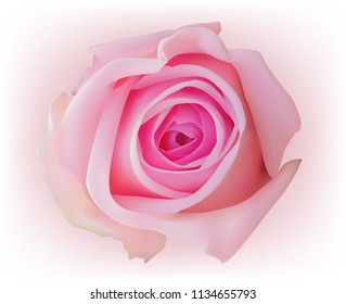 Pink rose isolated on white background
