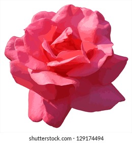 Pink rose isolated on white background. vector format