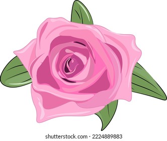 pink rose isolated on white
