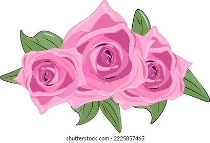 pink rose isolated on white