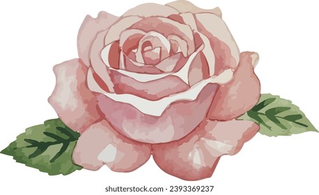 pink rose isolated on white in watercolor vector hand painting illustration