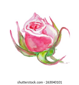 Pink rose isolated on white background