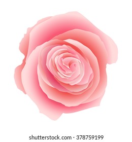 Pink rose isolated on white background. EPS 10 vector file included