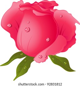 Pink Rose isolated over white