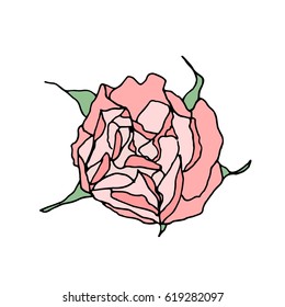 Pink rose isolated top view on white background. Vector illustration