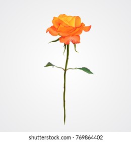 Pink Rose isolated. Vector illustration
