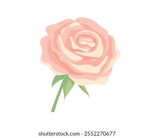 Uma rosa rosa. Uma grande flor aberta com pétalas delicadas
