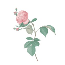 Rosafarbene Rose Mit Blättern Auf Dem Ast