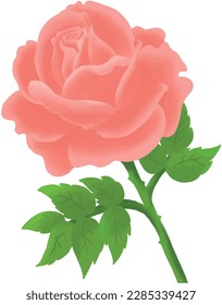 Pink rose makes you feel comfortable and romantic. 