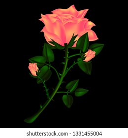 Pink rose on black background beautiful vector illustration