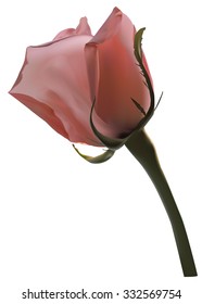Pink rose on a long stem. Vector