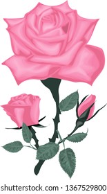 Pink rose on a white background vector. Beautiful bouquet with roses and leaves 