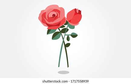 A pink rose on a white background.