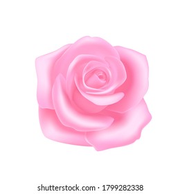 Pink rose on white background, isolate flower to decorate. Vector object.