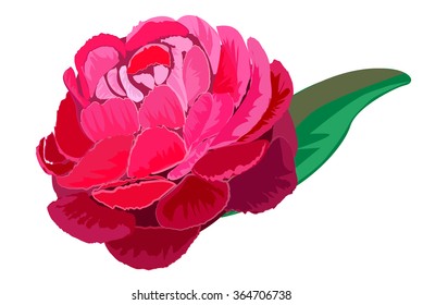 Pink rose on white background. Vector illustration.