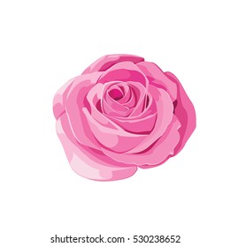 Pink rose on white background. Vector illustration.