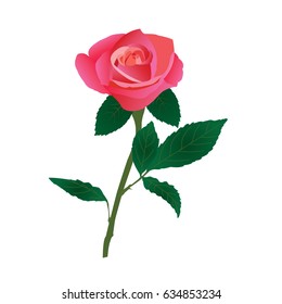 a pink rose on white background