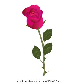 a pink rose are on white background