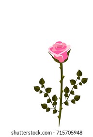 Pink rose on a white background