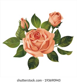 Pink rose on white. Vector illustration.