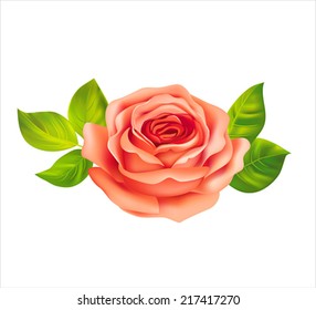Pink rose on white. Vector illustration.