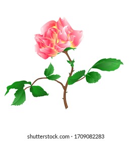 Pink rose  with orange center stem with leaves and blossoms watercolor on white background vintage vector illustration editable hand draw
