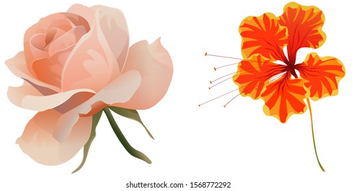 Pink Rose. Orange Rose Mallow. Vector illustration. Isolated illustration element. Floral botanical flower. Wild leaf wildflower isolated. Exotic tropical hawaiian jungle.