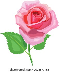 pink rose painting vector background and isolated